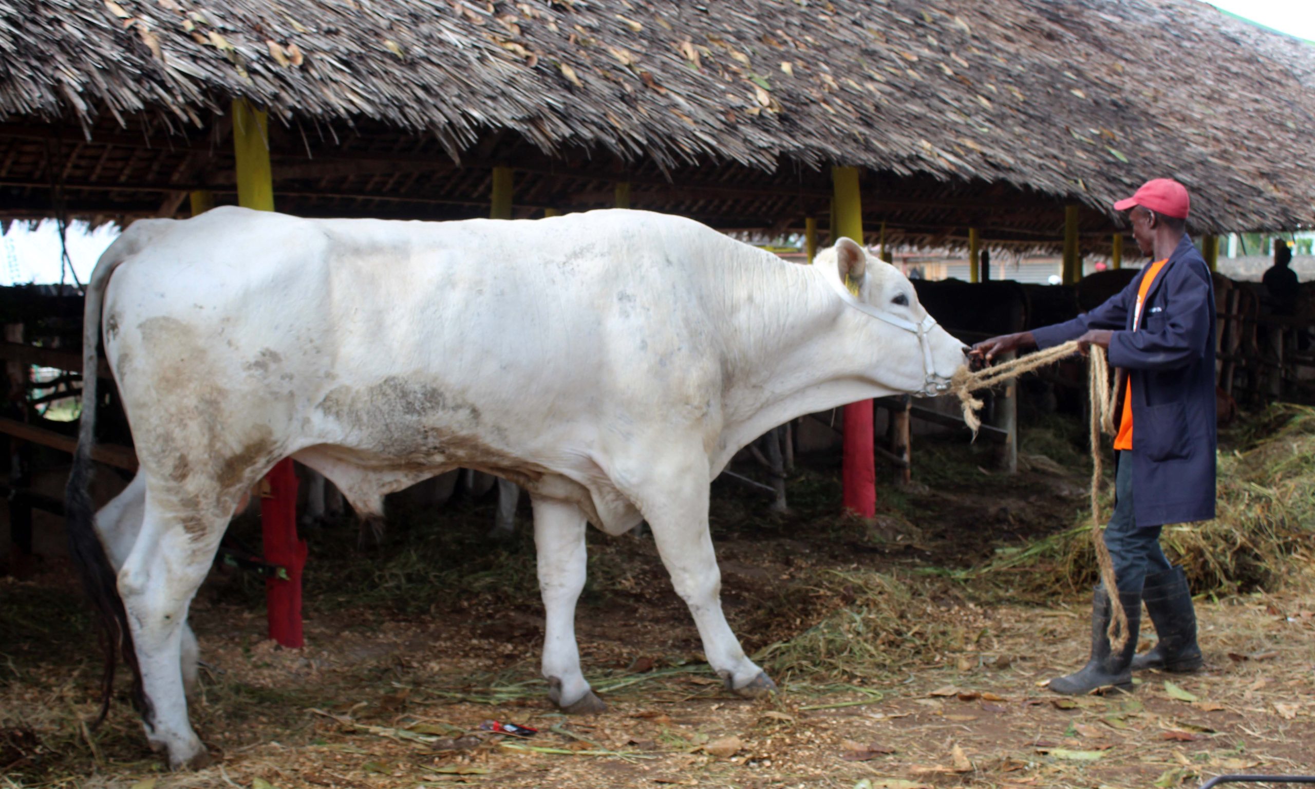Ng’ombe Meja alivyoteka wengi maonyesho ya kilimo Mombasa