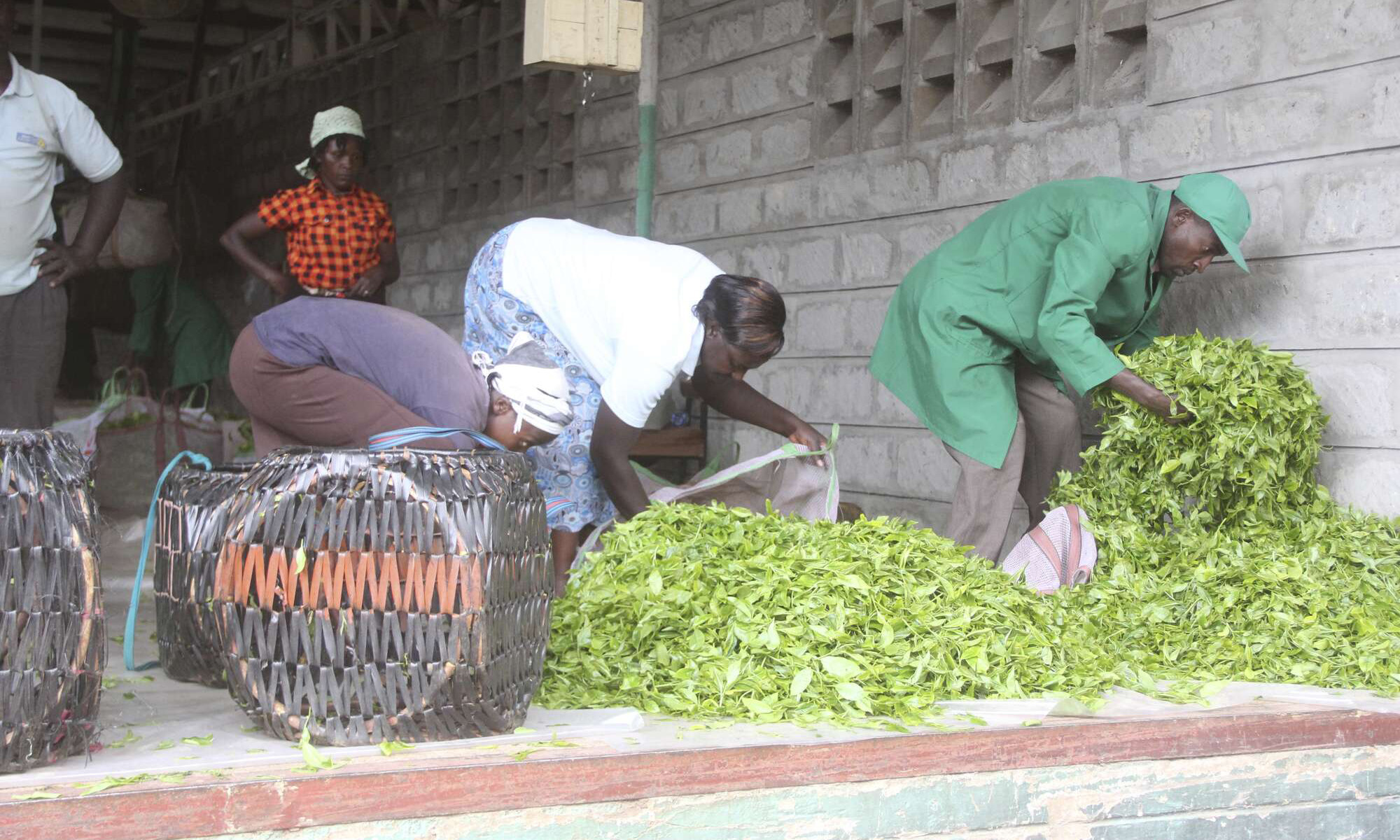 Malalamishi tele bonasi ya majani chai ikipungua