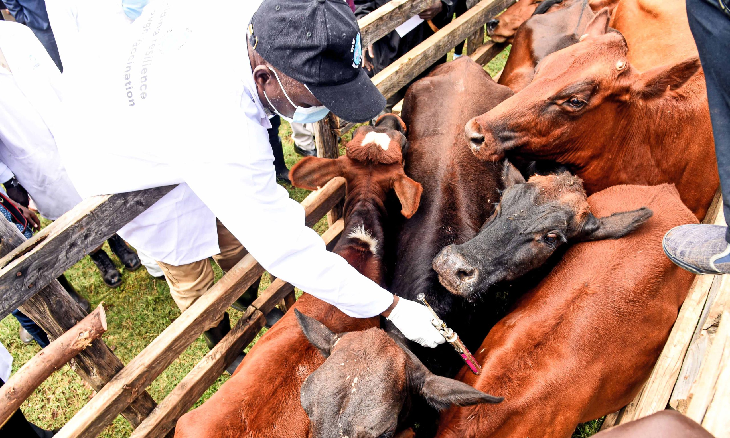 Serikali yapiga abautani, sasa itatoza wafugaji ada kwa chanjo ya mifugo wao