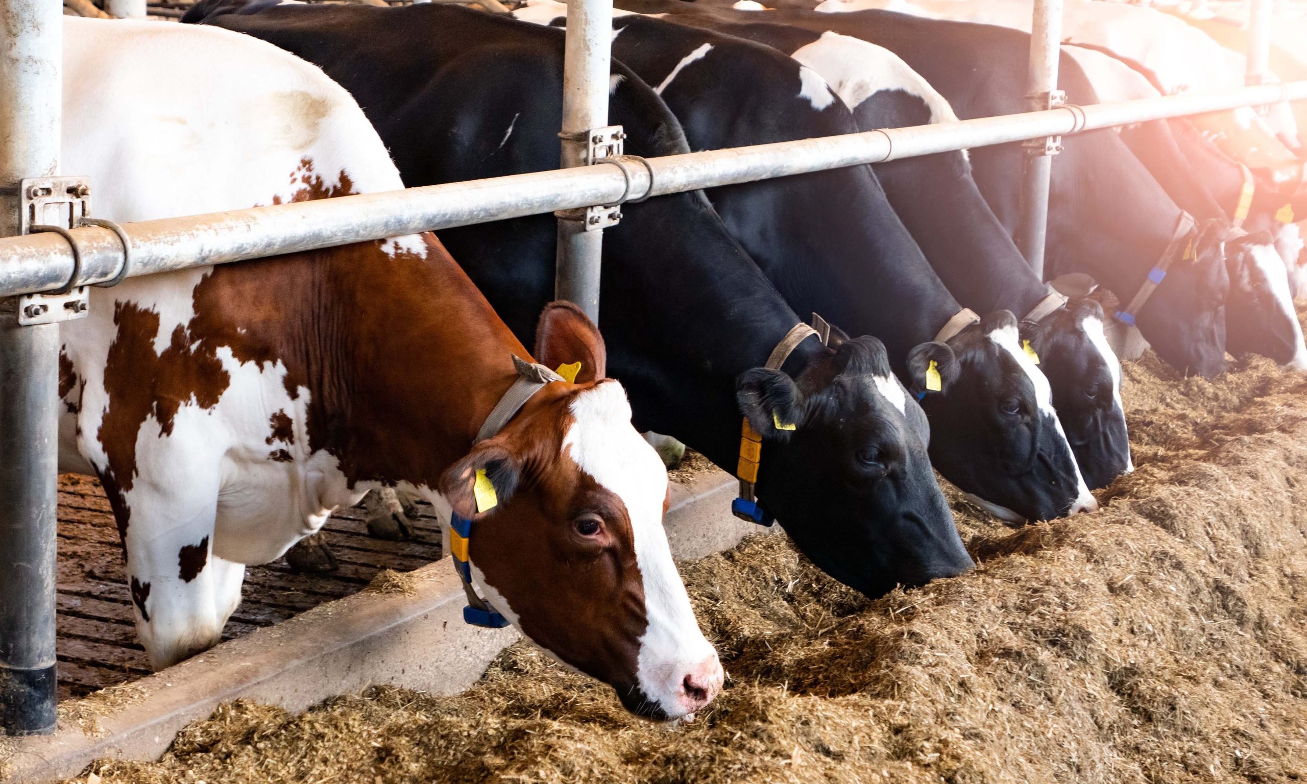 Umuhimu wa kuchukua bima ya mimea, mifugo