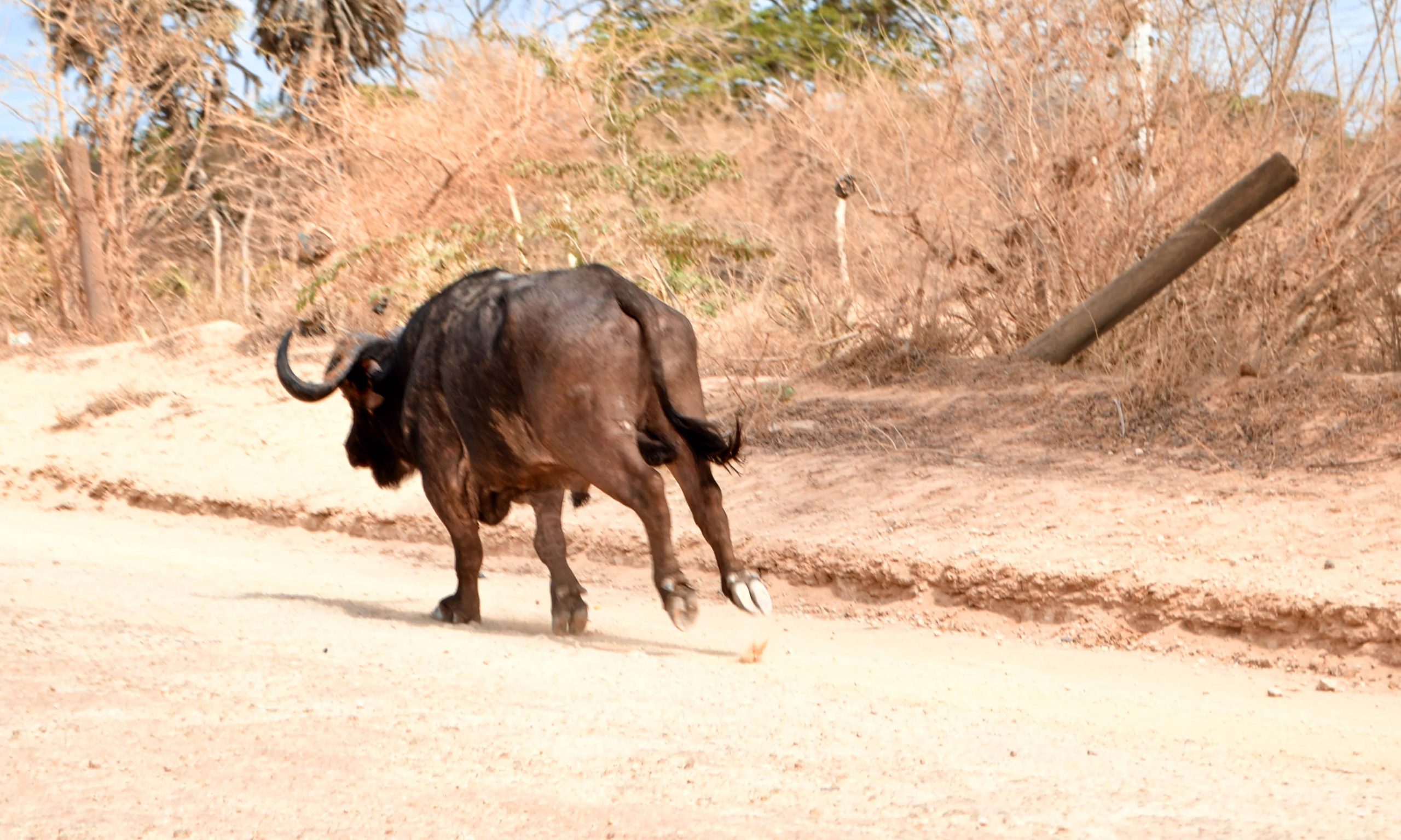 Ukame sasa waalika wanyamapori vijijini