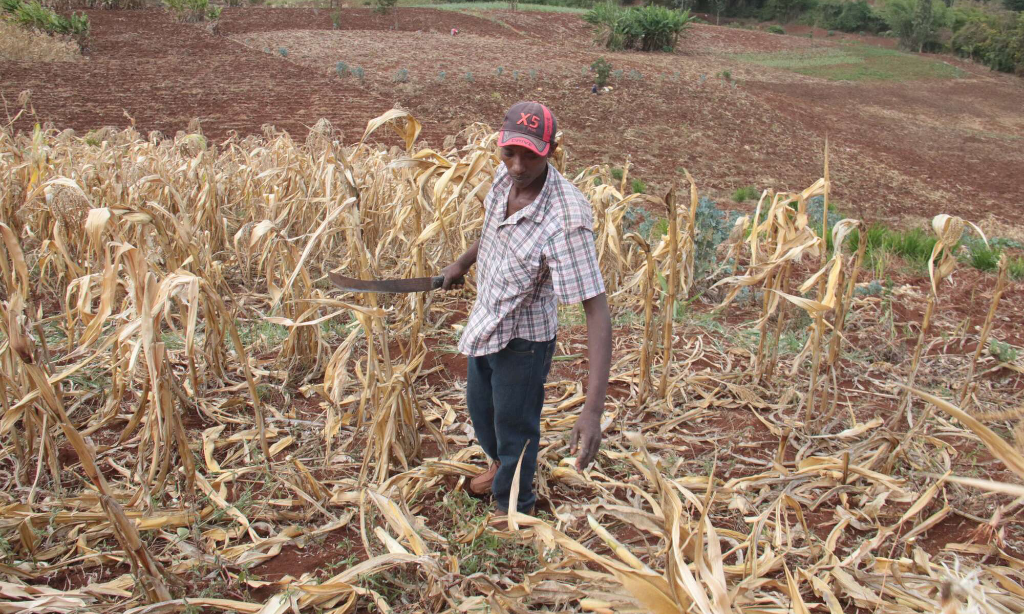 Ukame wasababisha uhaba wa chakula kaunti za Mlima Kenya