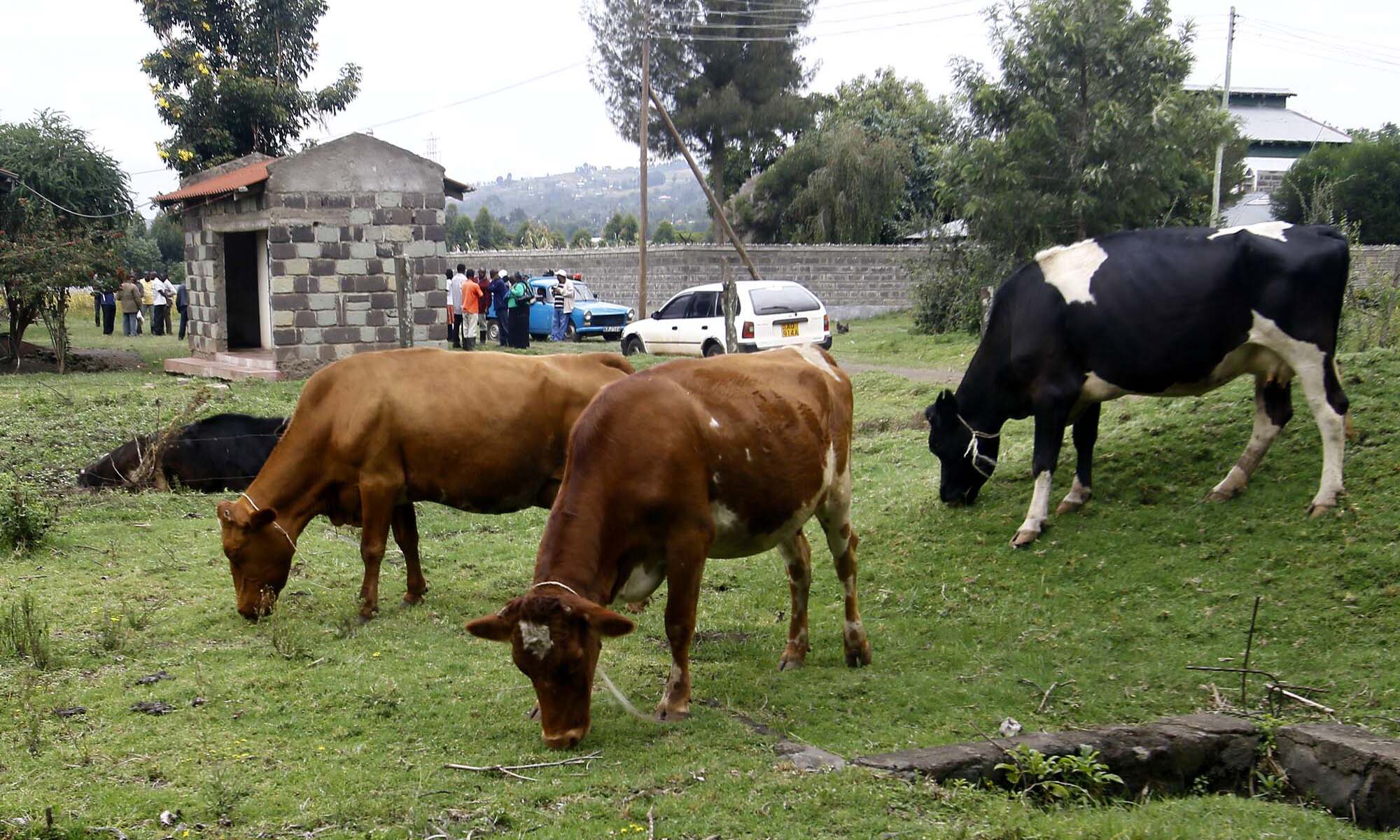 Utafutaji mahari ndio unachangia wizi wa mifugo, Waziri Murkomen asema