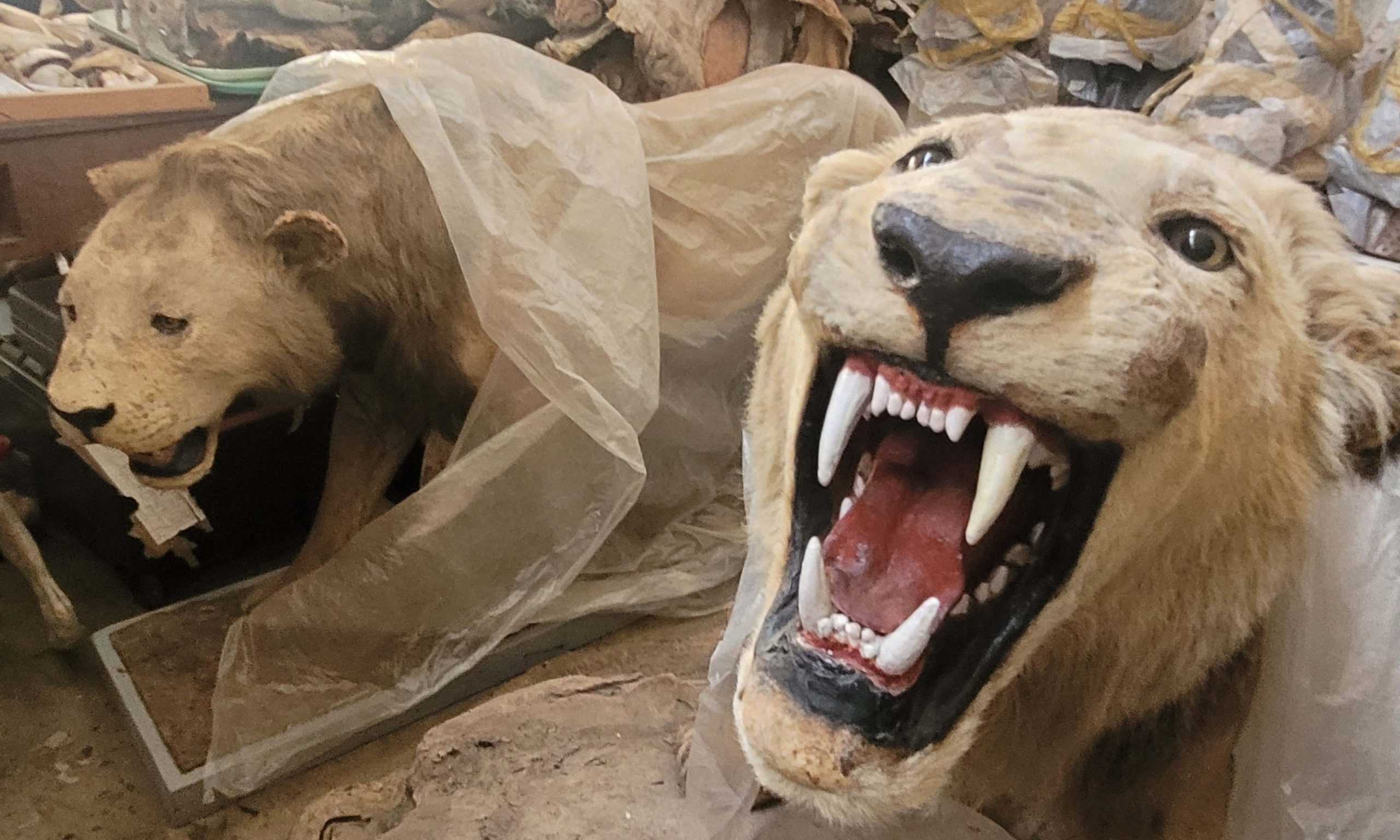 Huzuni mvulana wa miaka 14 akiuawa na simba eneo la Marafa akitoka shuleni