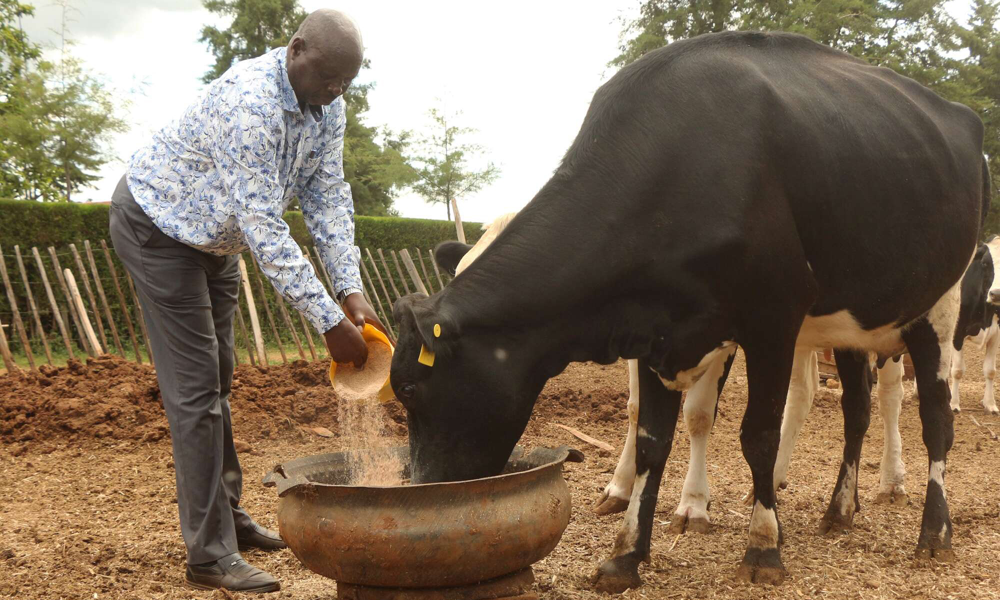 Kilio kuhusu gharama kubwa ya lishe ya ng’ombe wa maziwa nchini