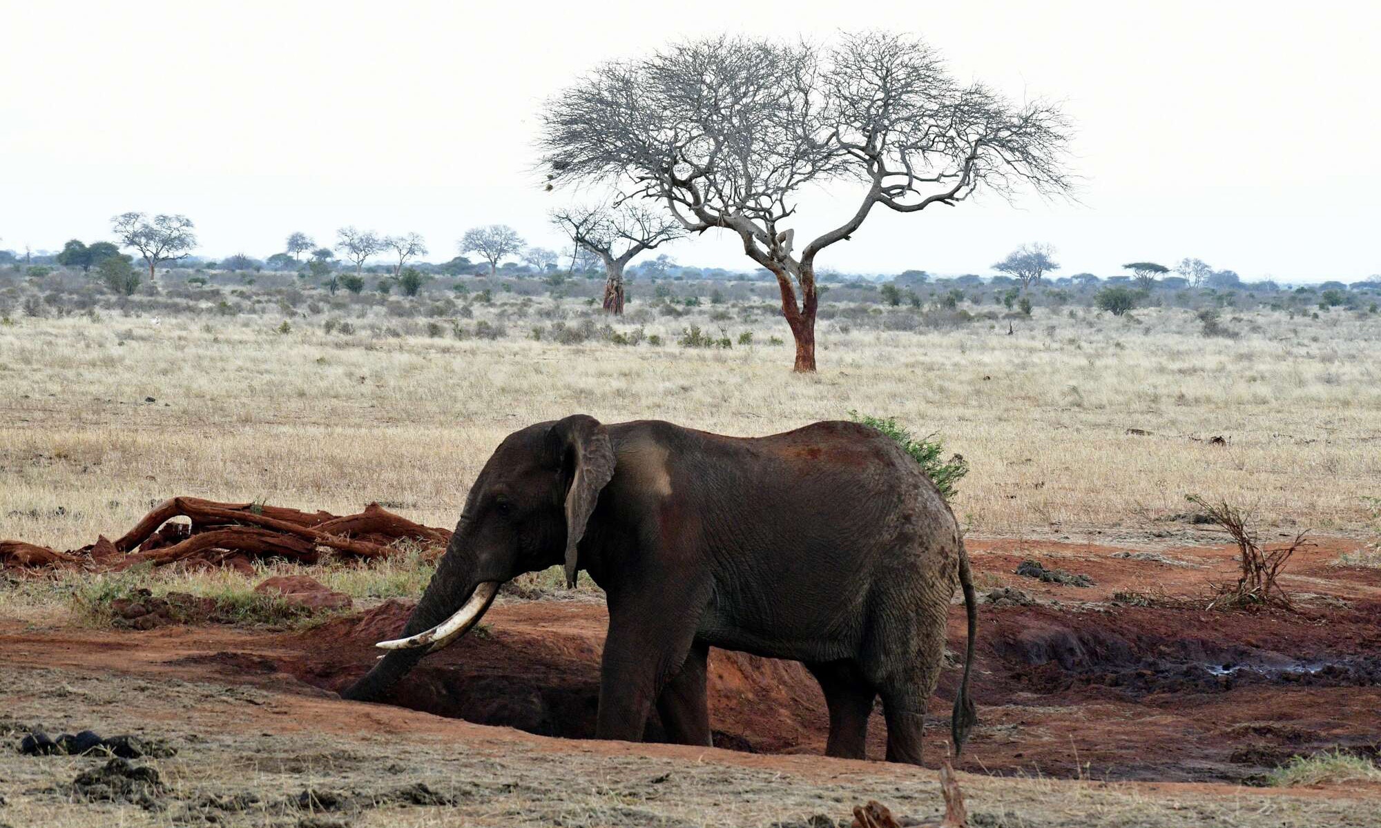 Ndovu 14 wafa kwa njia ya kutatanisha mbugani Amboseli