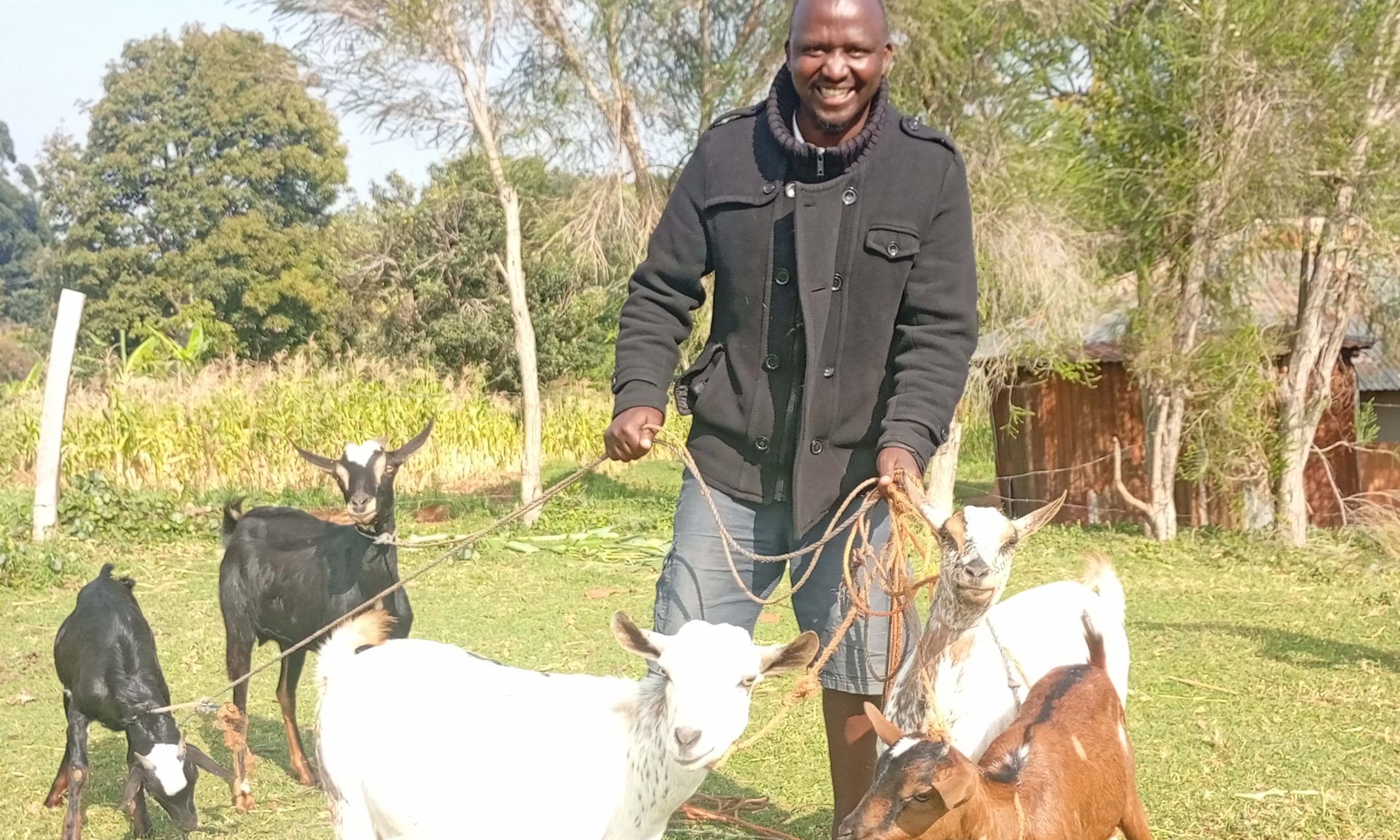 Aliacha bodaboda kuzamia ufugaji wa mbuzi wa nyama