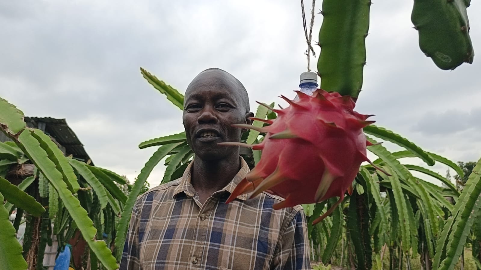 Alivyopandisha hadhi ya shamba lake kwa kulima pitaya